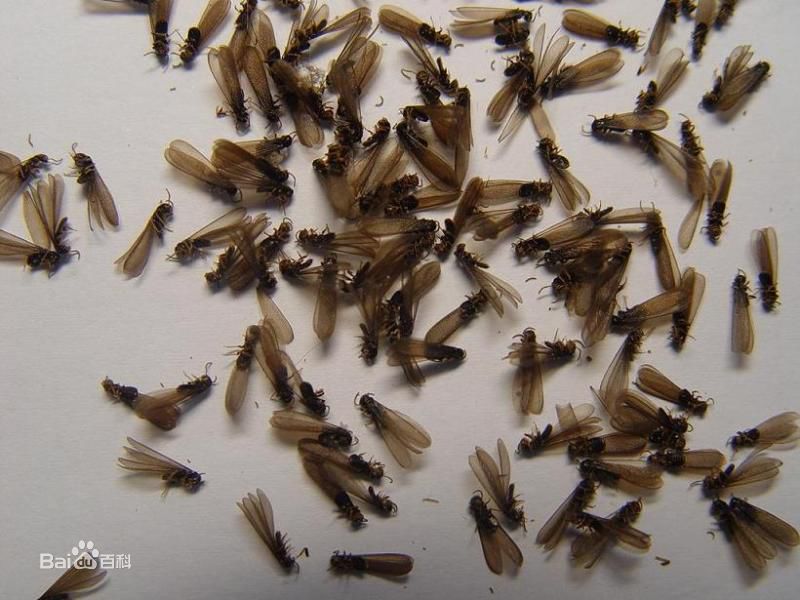 三大白蚁种类的灭治方法