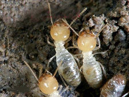 白蚁被称为“无牙老虎”和“现代建筑的隐形杀手”