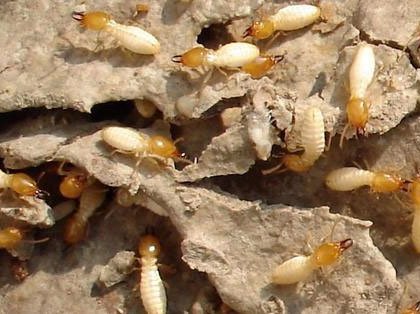 灭白蚁用什么方法？